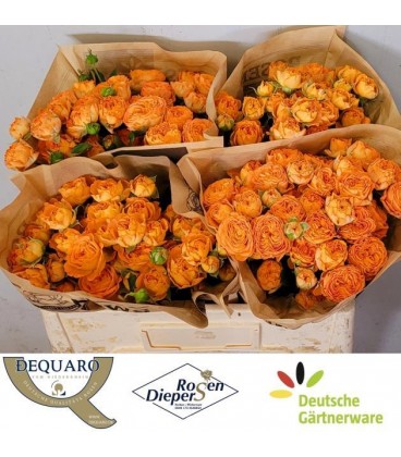 Rose Branchue Ora Trendsetter 50 cm