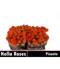 Rose Branchue Picanto 50 cm