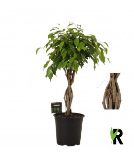  Ficus Exotica Ø 27 h 150