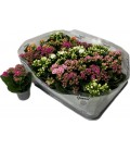 Kalanchoe Ø 06 mix 4 coul
