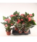 Anthurium Explosion Pot de 17  h 65