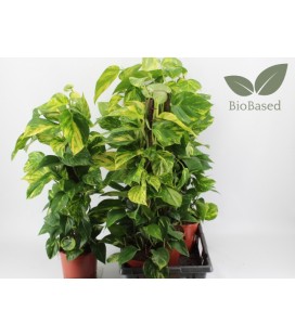 Pothos Tuteur pot de 19 