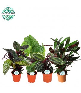Calathea mix pot de 17