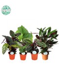 Calathea mix pot de 17