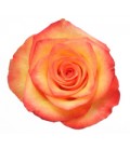 Rose (Colombie) High Magic 60cm x25