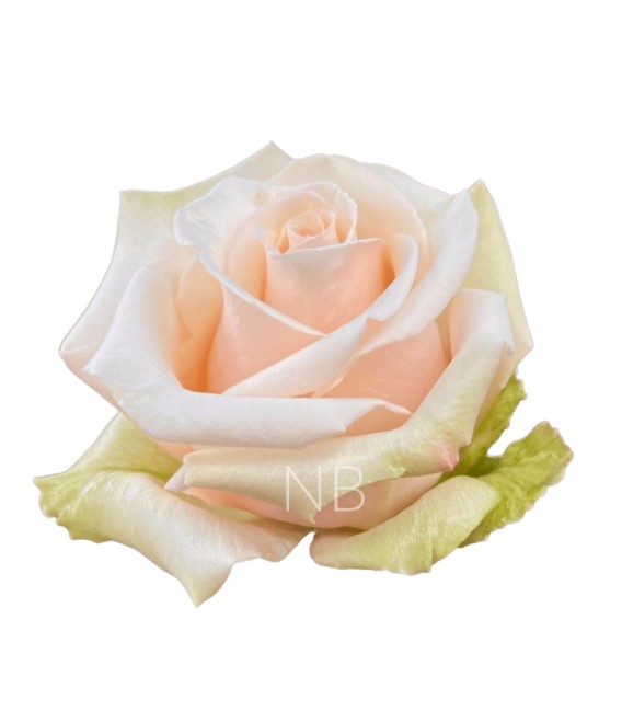 Rose Equateur  Sahara 50 cm