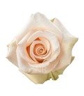 Rose Equateur  Sahara 50 cm