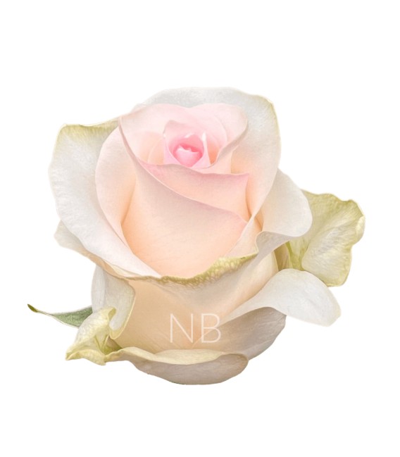 Rose Equateur Seniorita 50 Cm