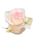 Rose Equateur Seniorita 50 Cm x 25