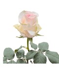 Rose Equateur Seniorita 50 Cm