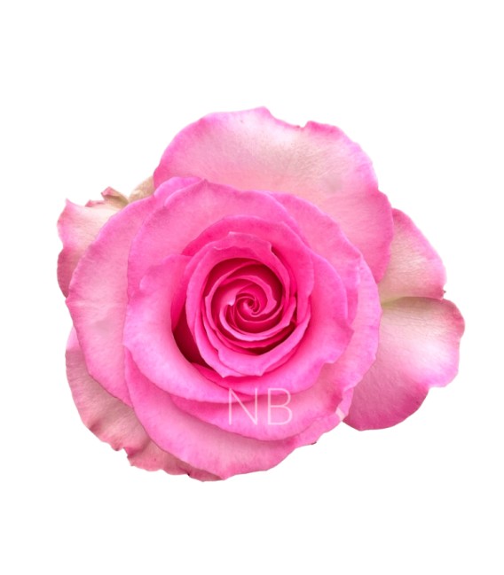 Rose Equateur Sweet Unique 50 Cm