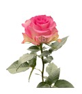 Rose Equateur Sweet Unique 50 Cm