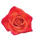 Rose Equateur Orange Crush 50 cm