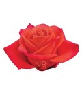 Rose Equateur Orange Crush 50 cm