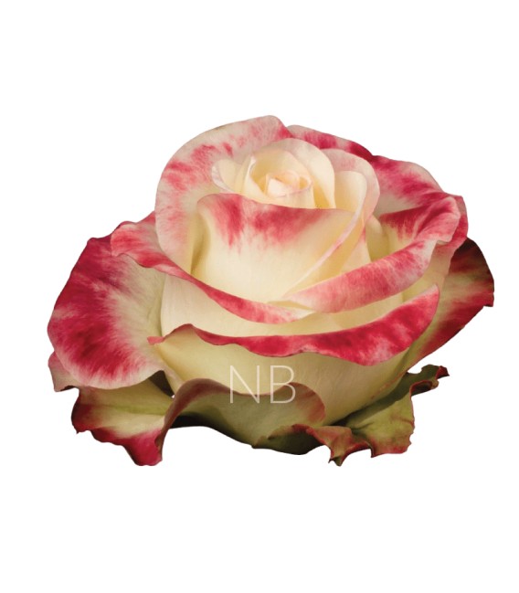 Rose Equateur Aubade xl 50 cm