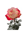 Rose Equateur Aubade xl 50 cm