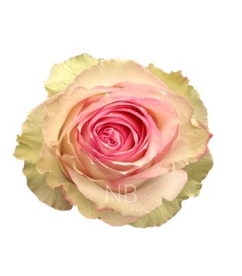 Rose Equat Esperence 60 cm x 25