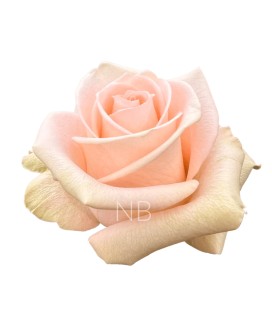 Rose Equateur Tiffany 50 cm x 25