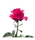 Rose Equat Lola 50 cm x25