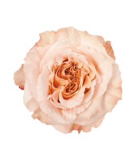 Rose Equateur Shimmer 50 cm x 25