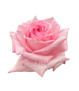 Rose Equat Pink Ohara 50 cm x 25