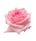 Rose Equat Pink Ohara 50 cm x 25