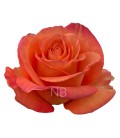 Rose Equat Confidential 50 cm x25