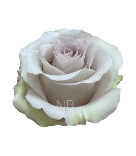 Rose Equateur Andrea 50 cm x 25