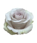 Rose Equateur Andrea 50 cm x 25