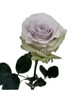 Rose  Equat  Andrea50 cm x25