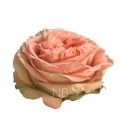 Rose Equat Country Home 50 cm x25