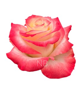 Rose equateur Cabaret 50 cm x 25