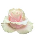 Rose equat Pink Mondial 60 cm x25