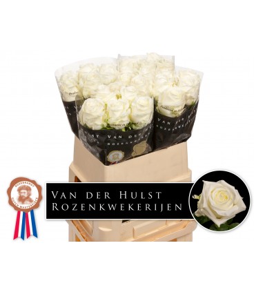 Rose Noelia 80 cm