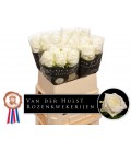 Rose Noelia 80 cm