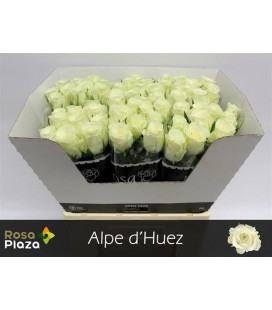 Rose Alpe Dhuez 60 cm