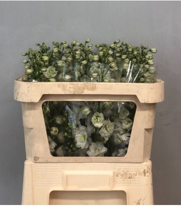 Delphinium DU Dew impr Wh 70 cm