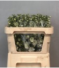 Delphinium DU Dew impr Wh 70 cm