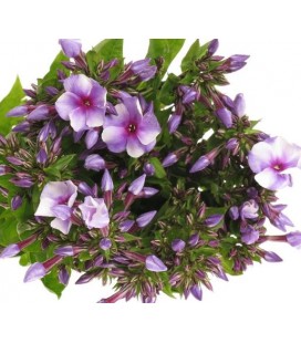 Phlox Milka 70 cm