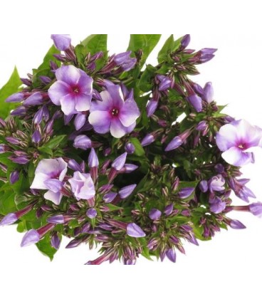 Phlox Milka 70 cm