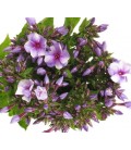 Phlox Milka 70 cm