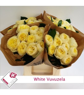 Rose White Vuvuzela 40 cm