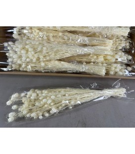 Nigelle Blanc 100g FS