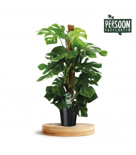 Monstera Pertusum Ø27 h 130
