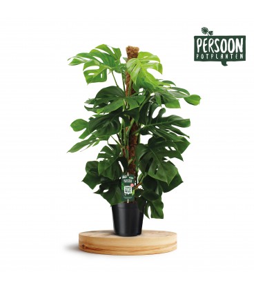 Monstera Pertusum Ø24 h 125