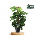 Monstera Pertusum Ø27 h 130
