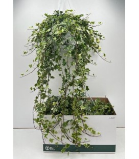 Lierre panaché pot de 24 sus 110 cm
