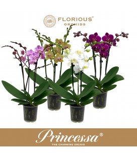 Phalaenopsis pot de 9 h 22