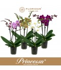 Phalaenopsis pot de 9 h 50 2 br
