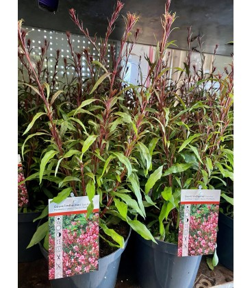 Gaura Pot de 19 Rose